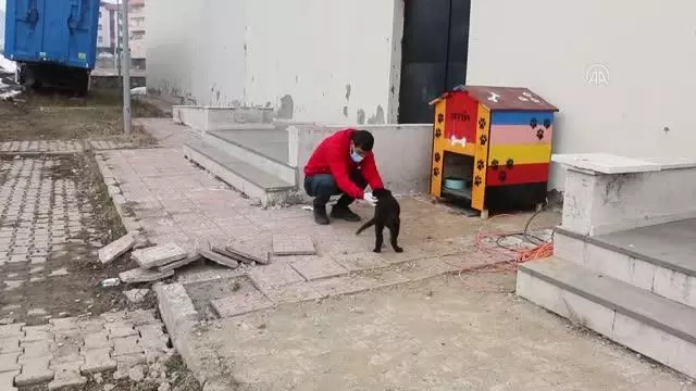 Hizan'da yaralı köpeği gençlik merkezi çalışanları sahiplendi Hizan'da yaralı köpeği gençlik merkezi çalışanları sahiplendi