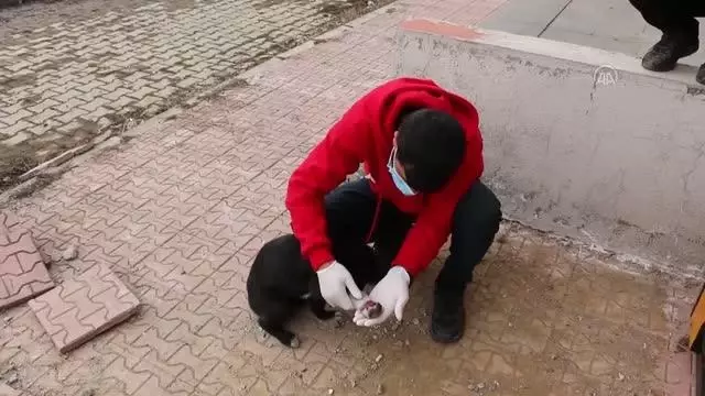Hizan'da yaralı köpeği gençlik merkezi çalışanları sahiplendi Hizan'da yaralı köpeği gençlik merkezi çalışanları sahiplendi