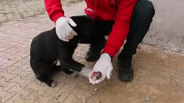 Hizan'da yaralı köpeği gençlik merkezi çalışanları sahiplendi Hizan'da yaralı köpeği gençlik merkezi çalışanları sahiplendi