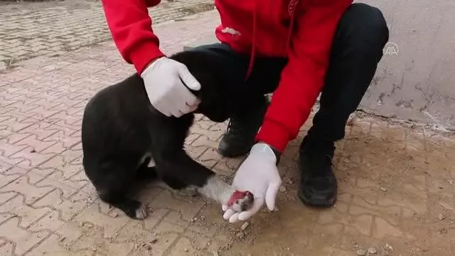 Hizan'da yaralı köpeği gençlik merkezi çalışanları sahiplendi Hizan'da yaralı köpeği gençlik merkezi çalışanları sahiplendi