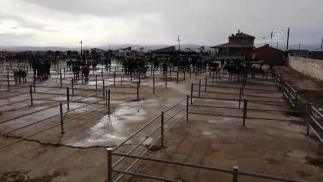 Ilgın'daki hayvan pazarı yeniden faaliyete açıldı Ilgın'daki hayvan pazarı yeniden faaliyete açıldı