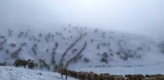 Kar yüzünden yaylada 600 koyunla mahsur kalan çoban, 5 saatte köye ulaşabildi