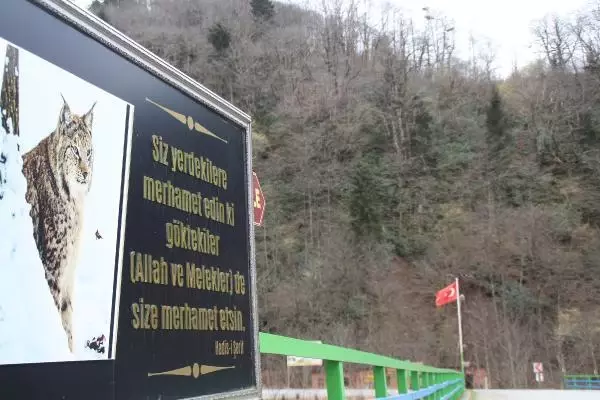 Karadeniz'de yaban hayvanları, kaçak avcıların hedefi oluyor Karadeniz'de yaban hayvanları, kaçak avcıların hedefi oluyor
