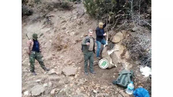 Karadeniz'de yaban hayvanları, kaçak avcıların hedefi oluyor Karadeniz'de yaban hayvanları, kaçak avcıların hedefi oluyor