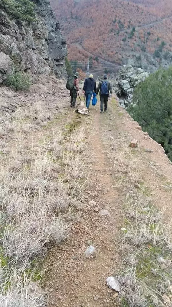 Karadeniz'de yaban hayvanları, kaçak avcıların hedefi oluyor Karadeniz'de yaban hayvanları, kaçak avcıların hedefi oluyor