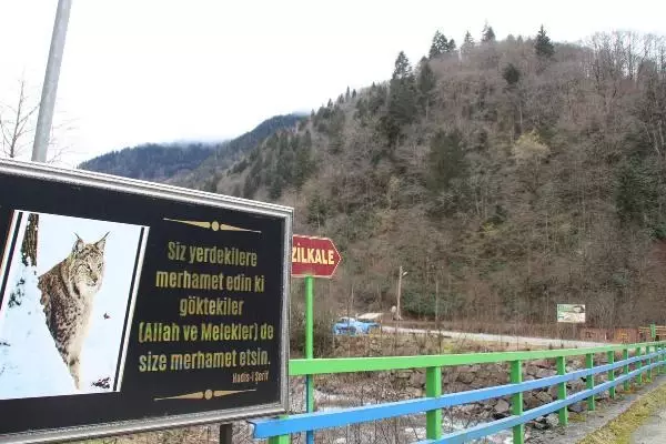 Karadeniz'de yaban hayvanları, kaçak avcıların hedefi oluyor Karadeniz'de yaban hayvanları, kaçak avcıların hedefi oluyor
