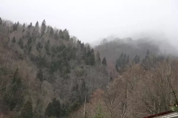 Karadeniz'de yaban hayvanları, kaçak avcıların hedefi oluyor Karadeniz'de yaban hayvanları, kaçak avcıların hedefi oluyor
