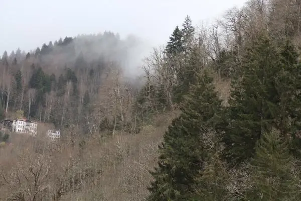 Karadeniz'de yaban hayvanları, kaçak avcıların hedefi oluyor Karadeniz'de yaban hayvanları, kaçak avcıların hedefi oluyor