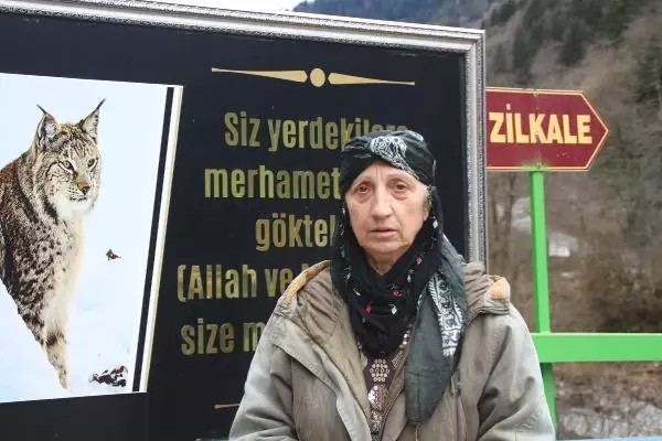 Karadeniz'de yaban hayvanları, kaçak avcıların hedefi oluyor Karadeniz'de yaban hayvanları, kaçak avcıların hedefi oluyor