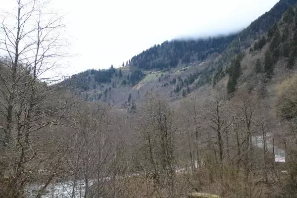 Karadeniz'de yaban hayvanları, kaçak avcıların hedefi oluyor Karadeniz'de yaban hayvanları, kaçak avcıların hedefi oluyor