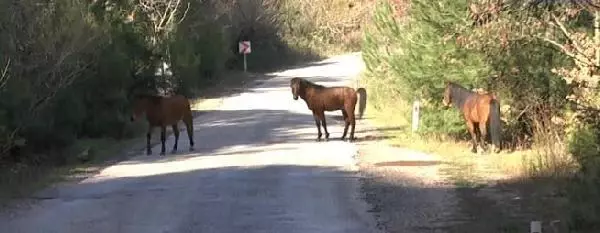 Spil Dağı'ndaki yılkı atları için doğaya yem bırakıldı Spil Dağı'ndaki yılkı atları için doğaya yem bırakıldı