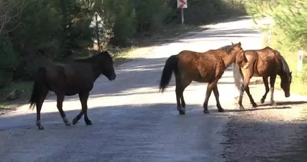 Spil Dağı'ndaki yılkı atları için doğaya yem bırakıldı Spil Dağı'ndaki yılkı atları için doğaya yem bırakıldı