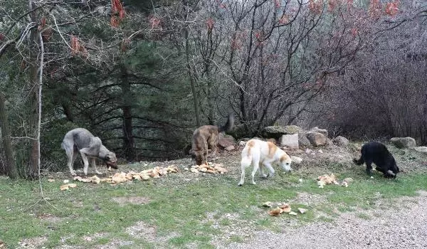 Spil Dağı'ndaki yılkı atları için doğaya yem bırakıldı Spil Dağı'ndaki yılkı atları için doğaya yem bırakıldı