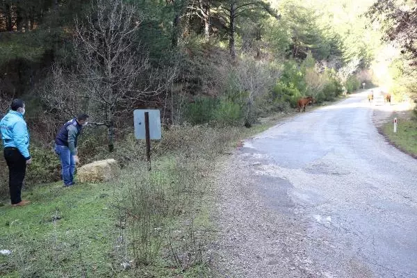 Spil Dağı'ndaki yılkı atları için doğaya yem bırakıldı Spil Dağı'ndaki yılkı atları için doğaya yem bırakıldı