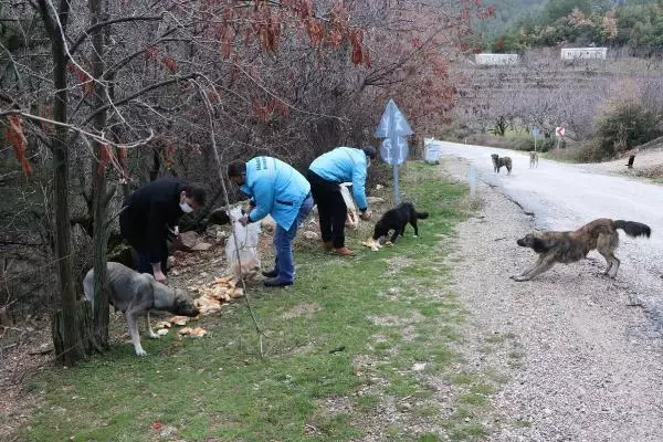 Spil Dağı'ndaki yılkı atları için doğaya yem bırakıldı Spil Dağı'ndaki yılkı atları için doğaya yem bırakıldı