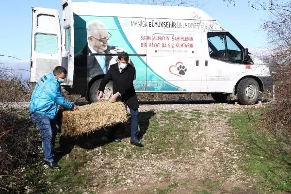 Spil Dağı'ndaki yılkı atları için doğaya yem bırakıldı Spil Dağı'ndaki yılkı atları için doğaya yem bırakıldı