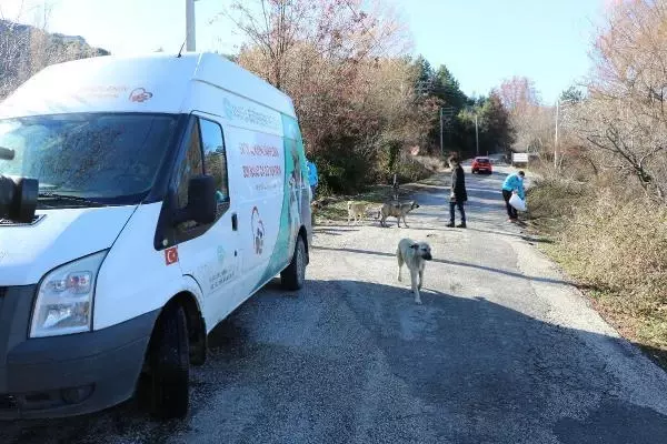 Spil Dağı'ndaki yılkı atları için doğaya yem bırakıldı Spil Dağı'ndaki yılkı atları için doğaya yem bırakıldı