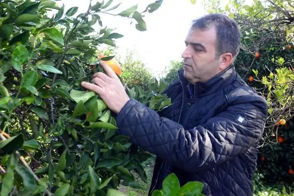 Mersin'de tarım arazileri doludan zarar gördü; narenciye kurtuldu Mersin'de tarım arazileri doludan zarar gördü; narenciye kurtuldu