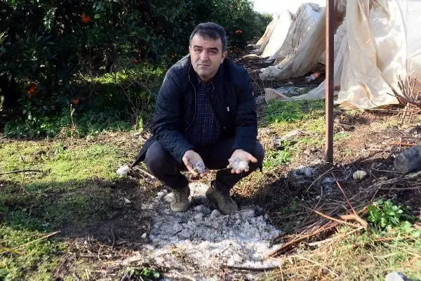Mersin'de tarım arazileri doludan zarar gördü; narenciye kurtuldu Mersin'de tarım arazileri doludan zarar gördü; narenciye kurtuldu