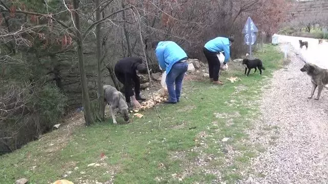 Spil Dağı'ndaki yılkı atları için doğaya yem bırakıldı Spil Dağı'ndaki yılkı atları için doğaya yem bırakıldı