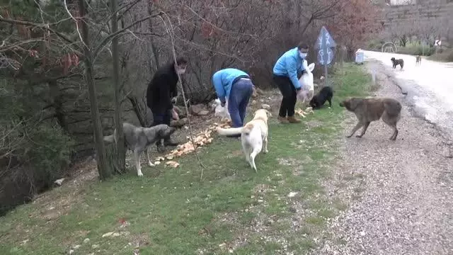 Spil Dağı'ndaki yılkı atları için doğaya yem bırakıldı Spil Dağı'ndaki yılkı atları için doğaya yem bırakıldı
