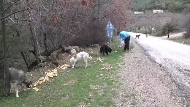 Spil Dağı'ndaki yılkı atları için doğaya yem bırakıldı Spil Dağı'ndaki yılkı atları için doğaya yem bırakıldı