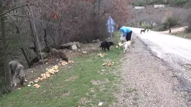 Spil Dağı'ndaki yılkı atları için doğaya yem bırakıldı Spil Dağı'ndaki yılkı atları için doğaya yem bırakıldı