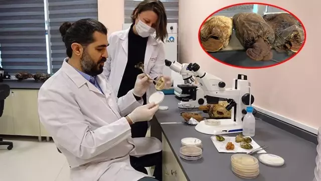 2 bin yıllık tarihi olan 'ölümsüzlük mantarı' Düzce'de üretildi 2 bin yıllık tarihi olan 'ölümsüzlük mantarı' Düzce'de üretildi