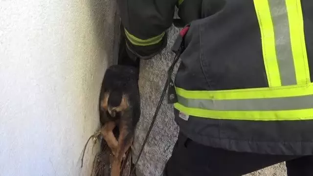 Son dakika haber: AFYONKARAHİSAR - Binaların arasına sıkışan köpeği itfaiye kurtardı Son dakika haber: AFYONKARAHİSAR - Binaların arasına sıkışan köpeği itfaiye kurtardı