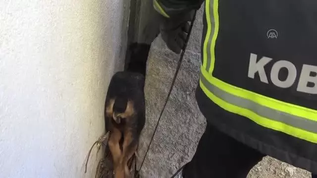 Son dakika haber: AFYONKARAHİSAR - Binaların arasına sıkışan köpeği itfaiye kurtardı Son dakika haber: AFYONKARAHİSAR - Binaların arasına sıkışan köpeği itfaiye kurtardı
