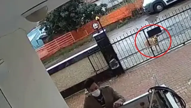 Balkondan masa çalan hırsıza köpek bile baktı kaldı! O anlar kamerada Balkondan masa çalan hırsıza köpek bile baktı kaldı! O anlar kamerada