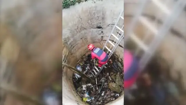 Bodrum'da kuyuya düşen tilki kurtarıldı Bodrum'da kuyuya düşen tilki kurtarıldı