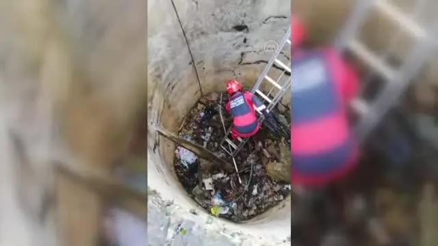 Bodrum'da kuyuya düşen tilki kurtarıldı Bodrum'da kuyuya düşen tilki kurtarıldı