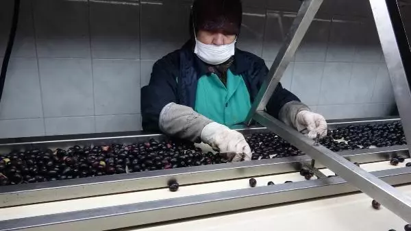 Bu zeytinler sofralara, yuvarlanarak geliyor
