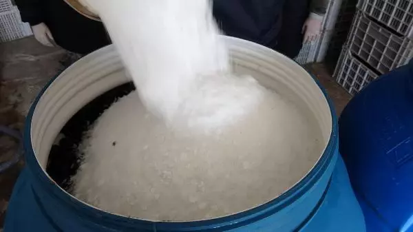 Bu zeytinler sofralara, yuvarlanarak geliyor