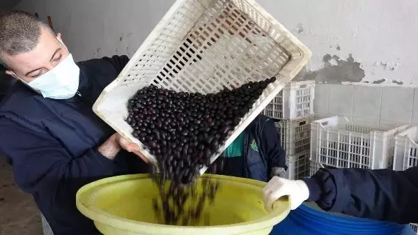 Bu zeytinler sofralara, yuvarlanarak geliyor
