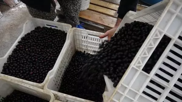 Bu zeytinler sofralara, yuvarlanarak geliyor