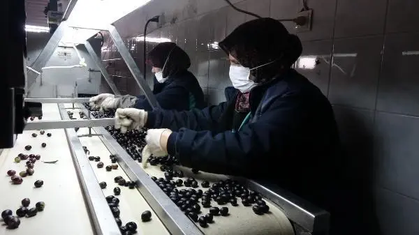 Bu zeytinler sofralara, yuvarlanarak geliyor