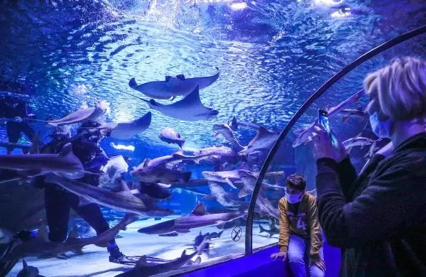 Dalgıçlar, akvaryum sakinlerini elle besliyor Dalgıçlar, akvaryum sakinlerini elle besliyor