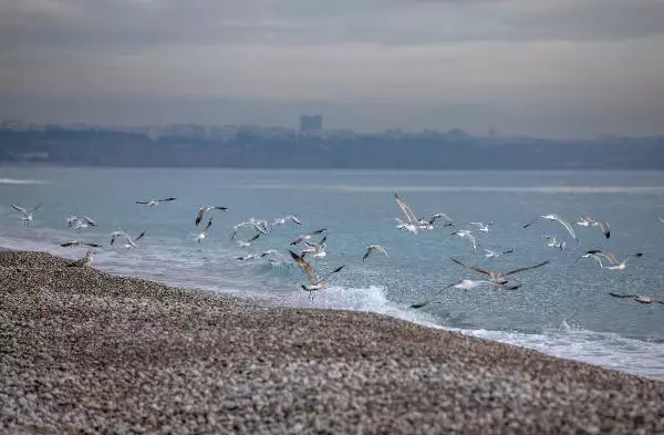 Denizin havadan sıcak olduğu Antalya'da sahil, turistlere ve martılara kaldı Denizin havadan sıcak olduğu Antalya'da sahil, turistlere ve martılara kaldı
