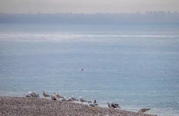 Denizin havadan sıcak olduğu Antalya'da sahil, turistlere ve martılara kaldı Denizin havadan sıcak olduğu Antalya'da sahil, turistlere ve martılara kaldı