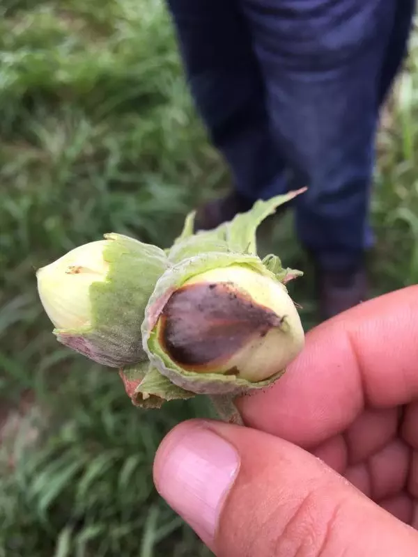Fındığı tehdit eden 'kahverengi kokarca' böceğini, 'samuray arı' yok edecek Fındığı tehdit eden 'kahverengi kokarca' böceğini, 'samuray arı' yok edecek