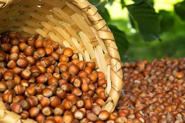 Fındığı tehdit eden 'kahverengi kokarca' böceğini, 'samuray arı' yok edecek Fındığı tehdit eden 'kahverengi kokarca' böceğini, 'samuray arı' yok edecek