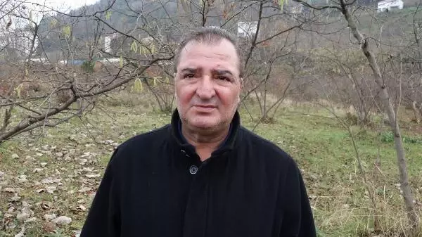 Fındığı tehdit eden 'kahverengi kokarca' böceğini, 'samuray arı' yok edecek Fındığı tehdit eden 'kahverengi kokarca' böceğini, 'samuray arı' yok edecek