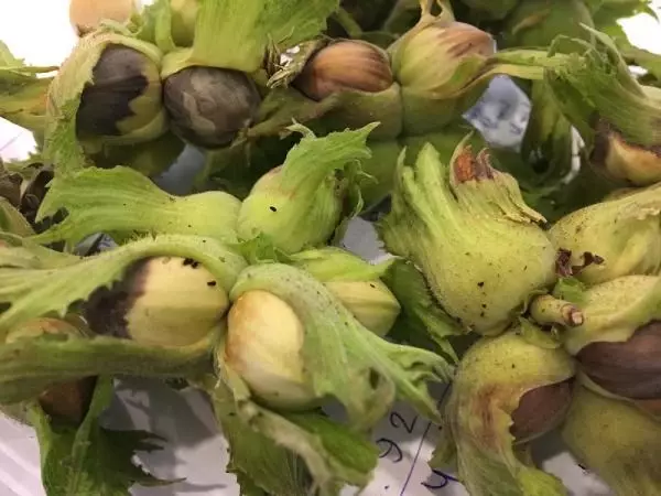 Fındığı tehdit eden 'kahverengi kokarca' böceğini, 'samuray arı' yok edecek Fındığı tehdit eden 'kahverengi kokarca' böceğini, 'samuray arı' yok edecek