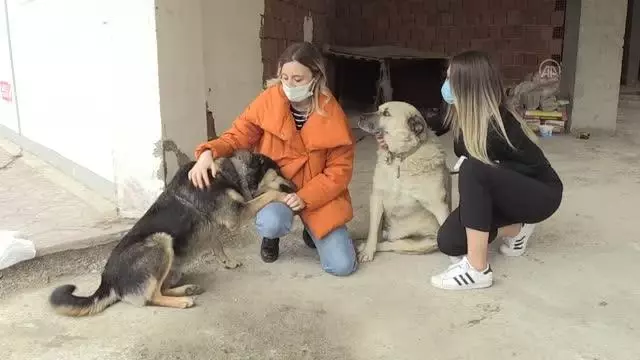 İki arkadaş, sokak sokak dolaşarak hayvanları besliyor İki arkadaş, sokak sokak dolaşarak hayvanları besliyor