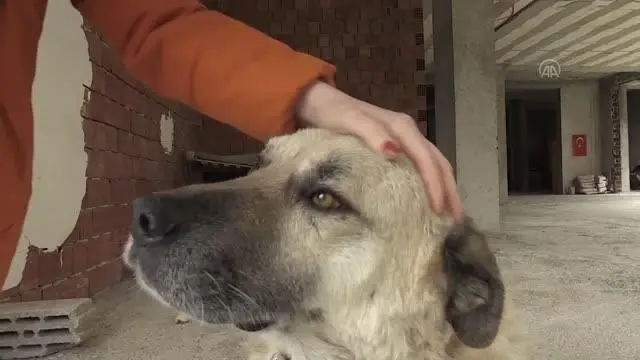 İki arkadaş, sokak sokak dolaşarak hayvanları besliyor İki arkadaş, sokak sokak dolaşarak hayvanları besliyor