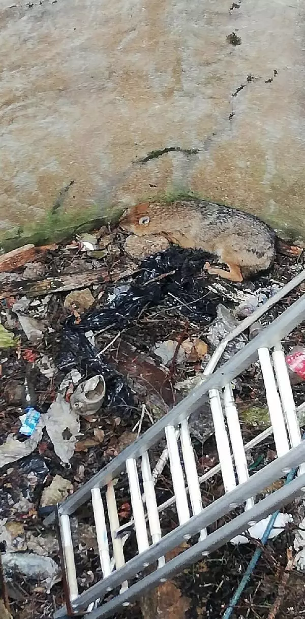 Kuyuya düşen tilki kurtarıldı Kuyuya düşen tilki kurtarıldı