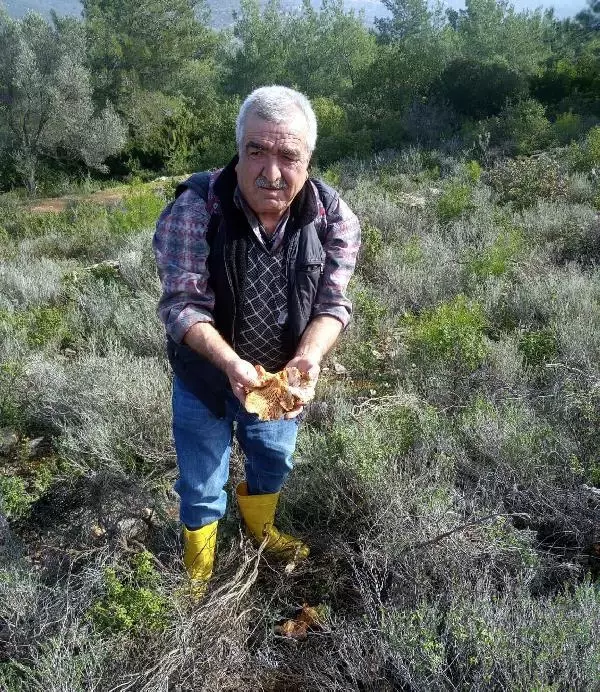 Mantar toplamaya gittiği dağlık alanda kabine yenik düştü Mantar toplamaya gittiği dağlık alanda kabine yenik düştü