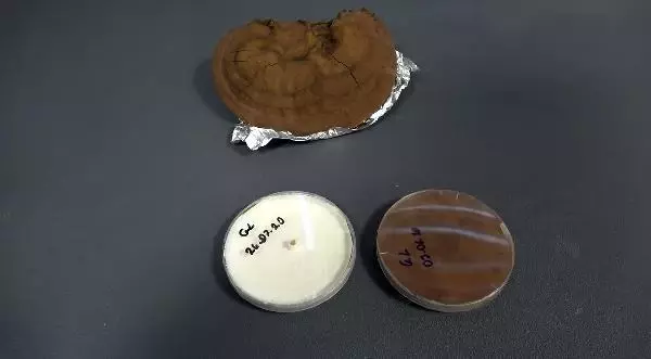2 bin yıllık tarihi olan 'ölümsüzlük mantarı' Düzce'de üretildi 2 bin yıllık tarihi olan 'ölümsüzlük mantarı' Düzce'de üretildi